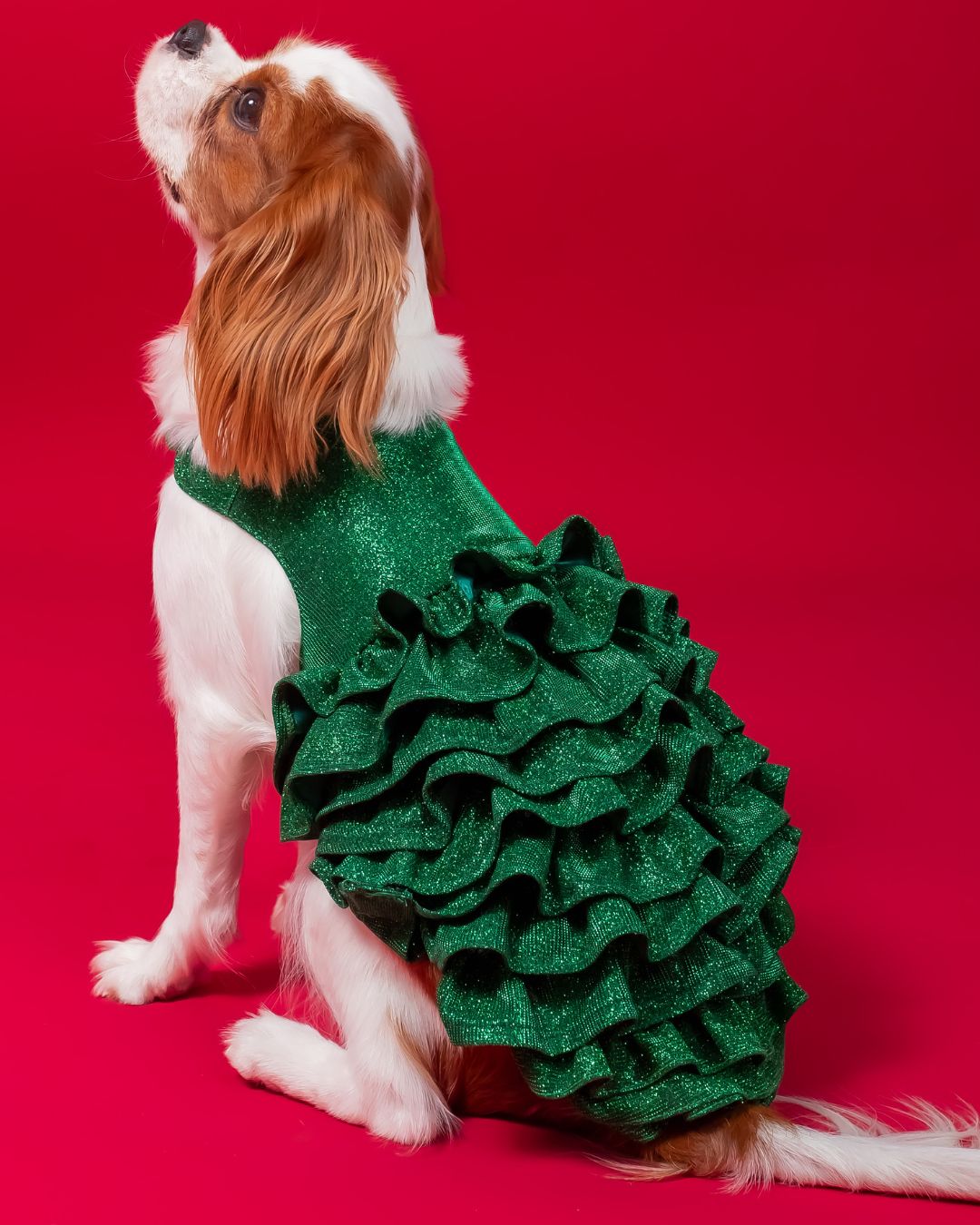 Vestido para PET verde